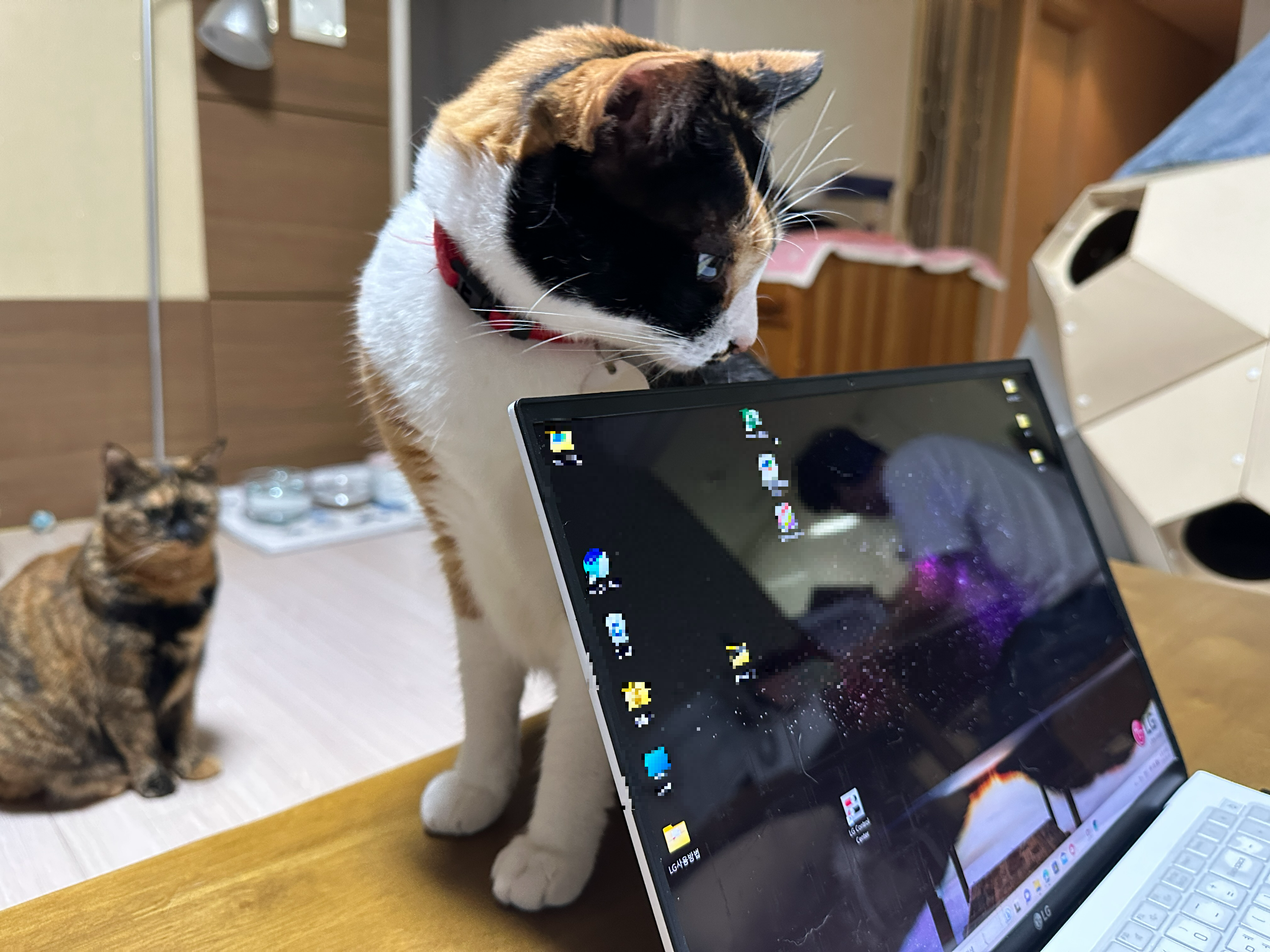 예쁜_삼색이_고양이_다다