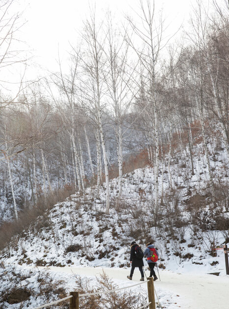 강원도 겨울 트레킹 추천 BEST 5 : 설경 걷기 좋은 길