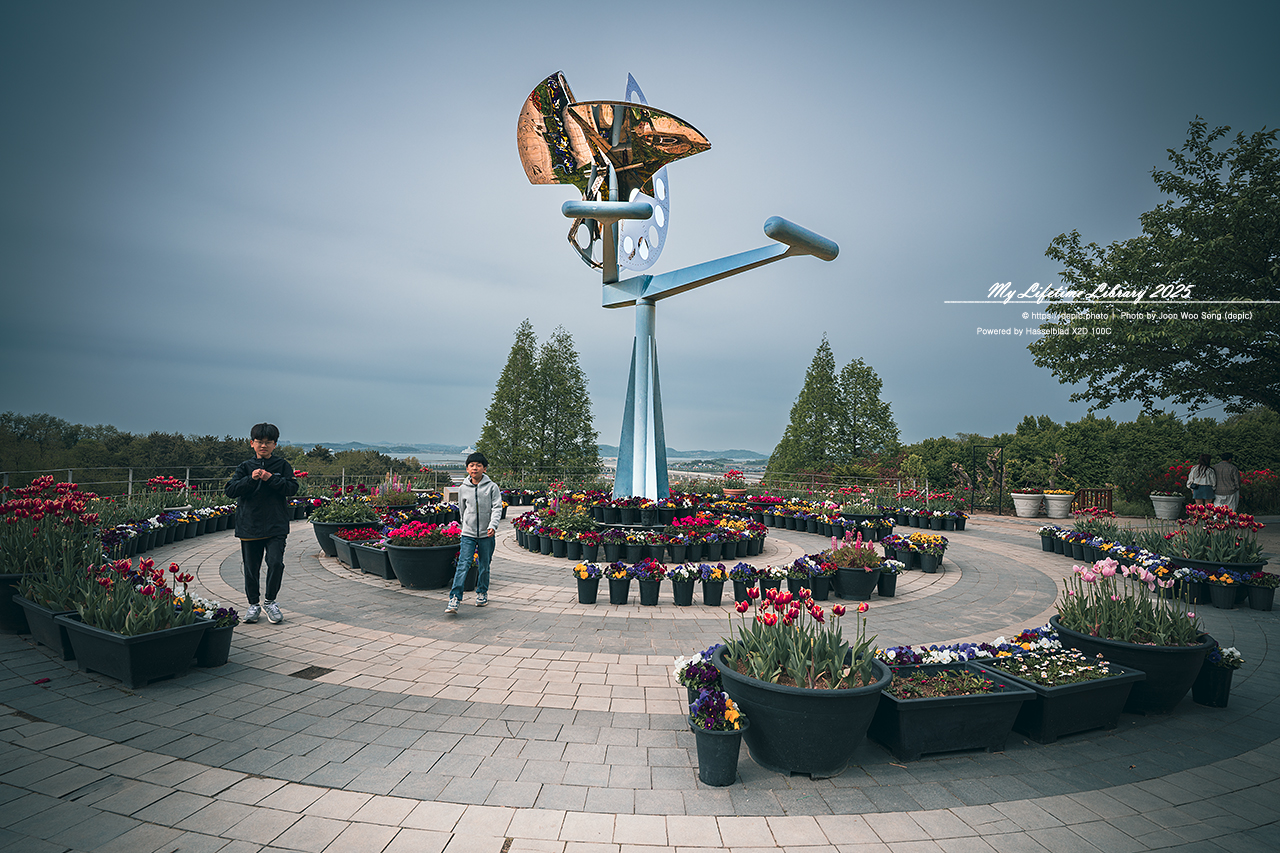 #봄 #꽃 #튤립 #아산 #피나클랜드