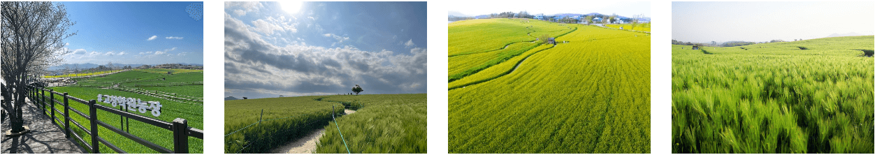 고창 청보리밭 축제