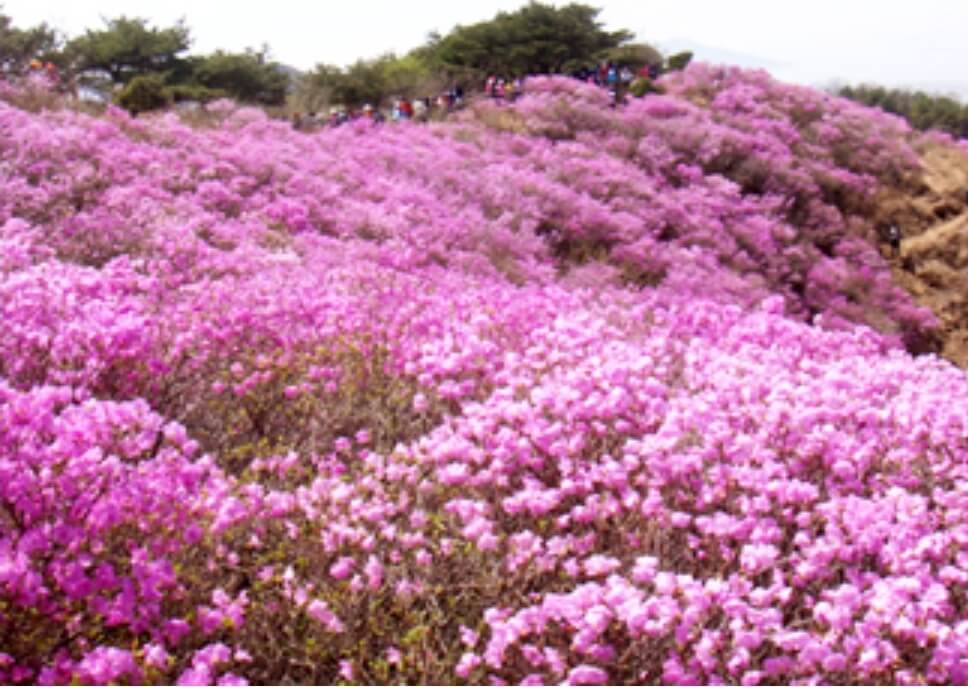 고려산-진달래-축제