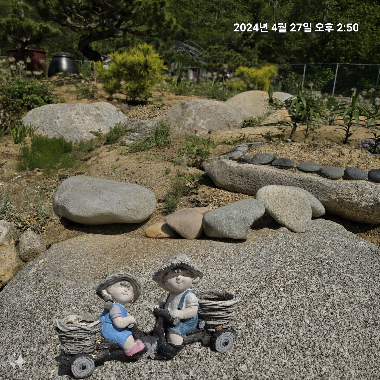 이팝&middot;조팝나무: 봄마다 느껴보는 약제로 사용되는 목상산과 수선국이라 불리는 조팝나무의 전설&amp;#44; 주말에 들러본 가족농장 