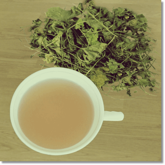 마른 금전초와 금전초 차