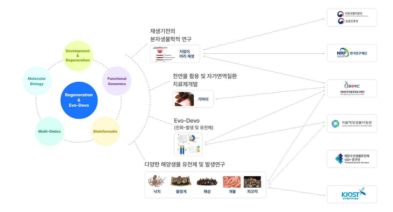 재생 및 진화발생(Evo-Devo)연구실