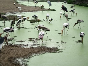 방콕 여행 추천 방콕 사파리 월드