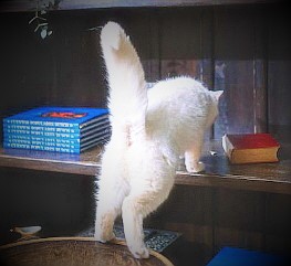 고양이 꼬리 신호