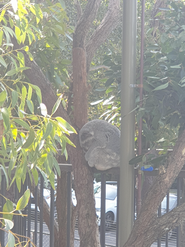 시드니 4박 5일 완벽 여행 일정_Taronga Zoo