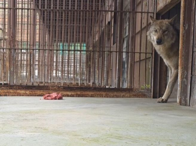 대전 오월드 6월 5일 재개장 확정: '늑구' 탈출 사태 종결과 이중 방어 시설 보강 내역 및 입점업체 피해보상 규모 심층 진단