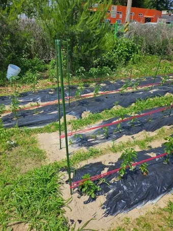 지지대 설치 방법 고추 토마토 참외 수박 쓰러짐 예방_19