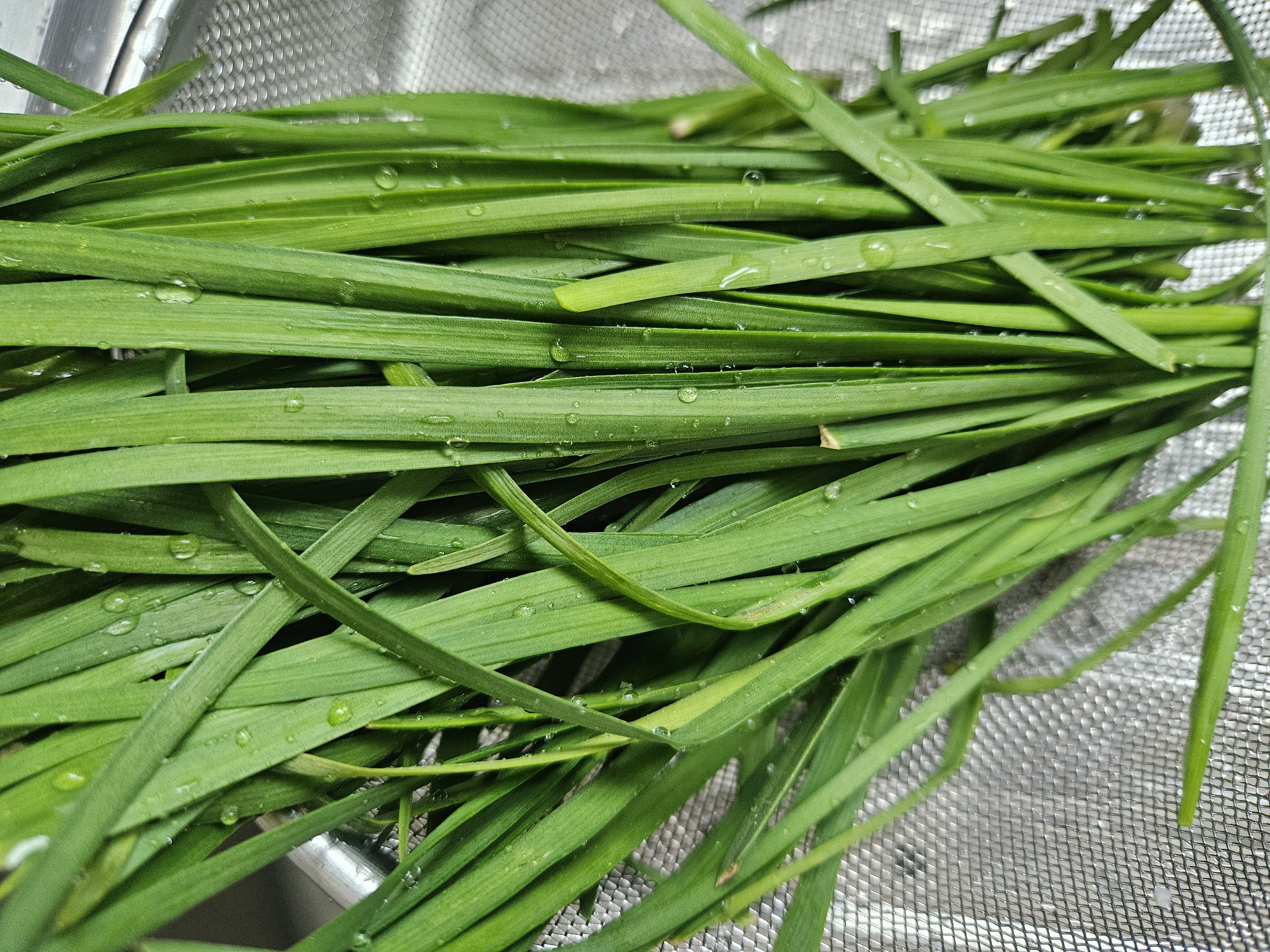 씻어 손질한 부추
부추
정구지