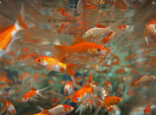 어항 크기에 따른 열대어의 적정 마릿수 알아보기