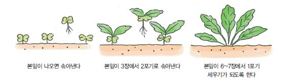 솎아내기
