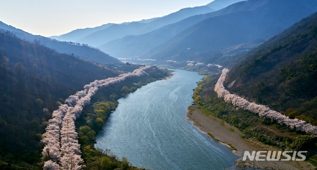 섬진강 활짝 핀 벚꽃