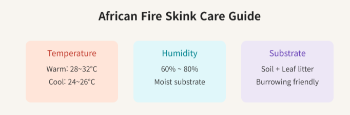 아프리카 파이어 스킨크