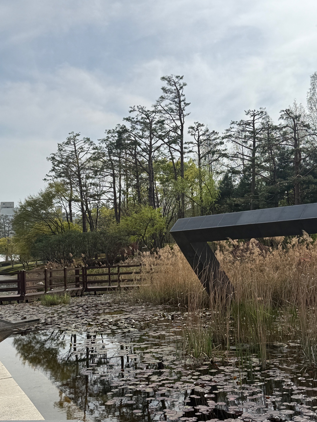 성남시청 연못 갈대 붕어 자연 관찰 아이 체험 공간