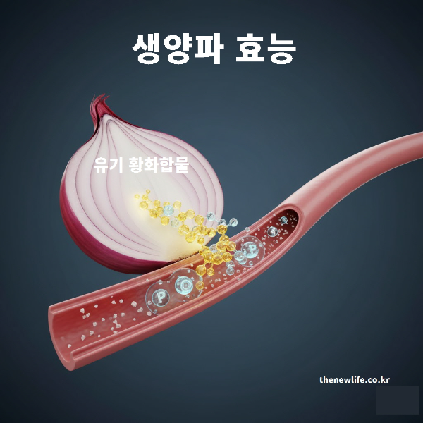 생양파 효능으로 알려진 혈압 안정 효과를 설명하는 이미지로, 적양파와 혈관, 유기 황화합물이 혈관을 확장하는 모습