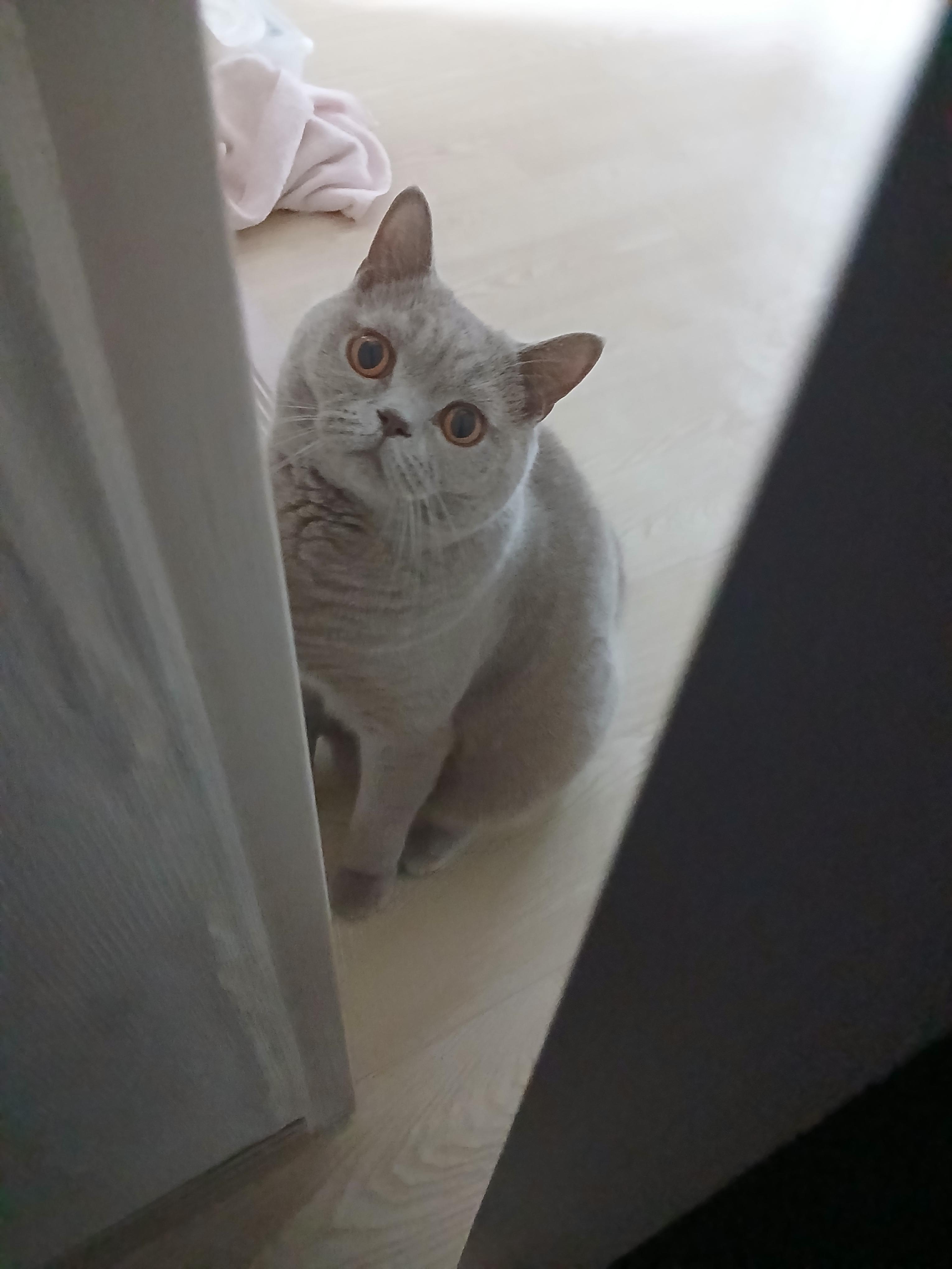 현관을 고양이에게 아무런 의미가 없는 공간으로 만들어야 합니다.