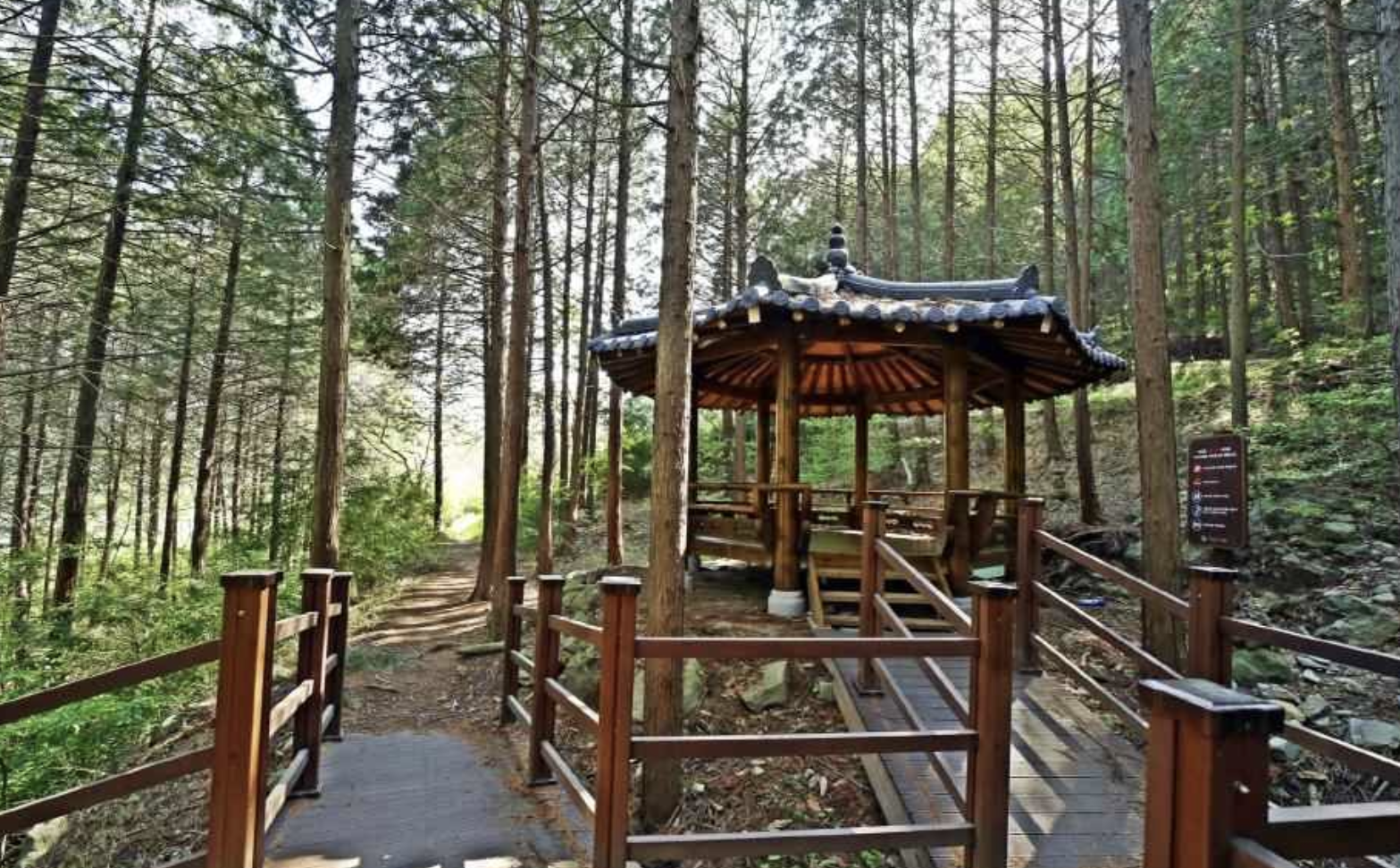 서울 봉산 편백나무 치유의 숲 전경