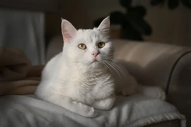 하얀-고양이