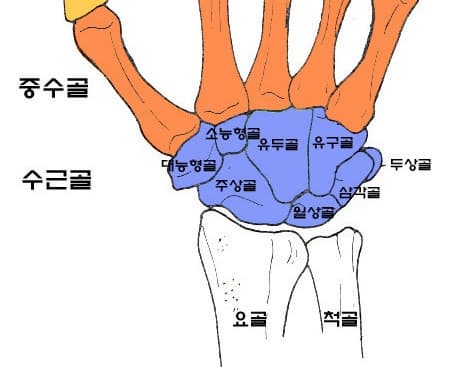 수근골 골절의 진단과 치료