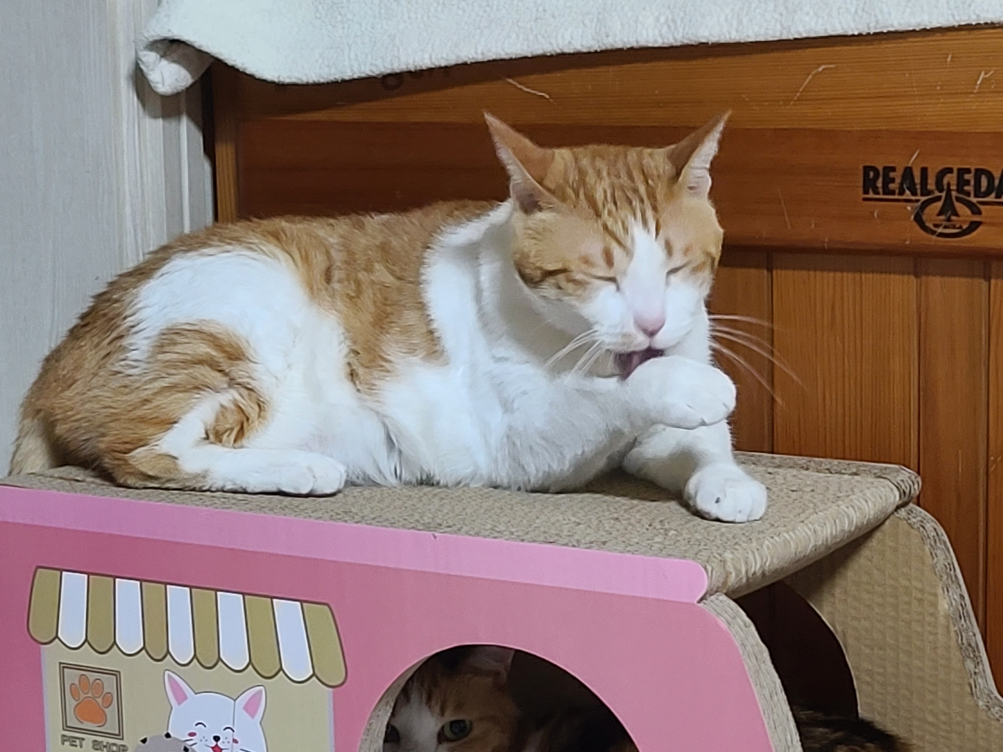 핑크붕붕이 스크래쳐 안에서 너무 귀여운 요미 (feat.막둥이)