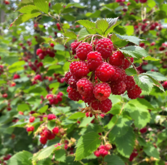 산딸기 수확시기 베스트 타이밍