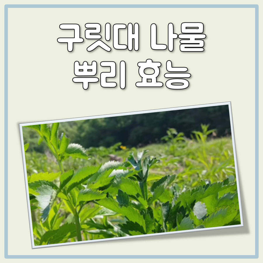 구릿대 나물 뿌리 효능