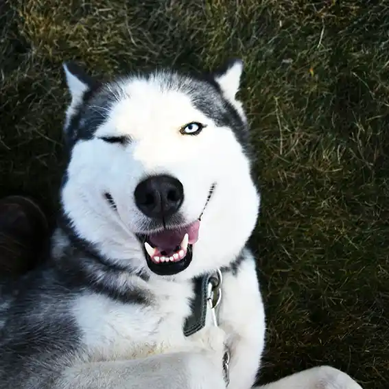 개고양이 해외여행 검역증명서