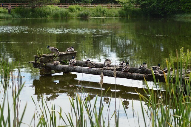 진드기-퇴치제-선택-시-고려해야-할-사항1