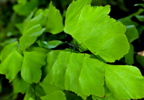 아디안텀 고사리