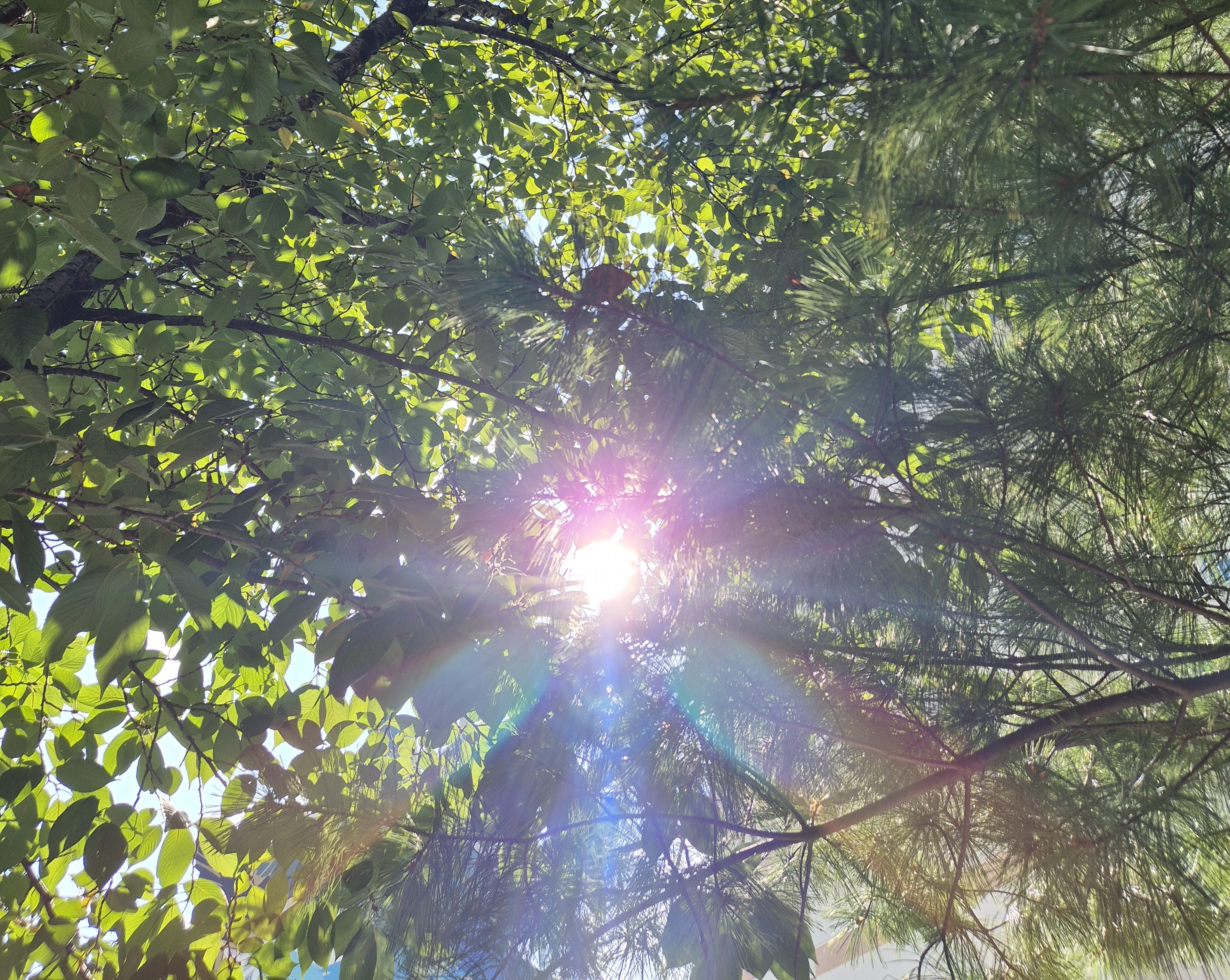 나뭇잎 사이로 번진 햇살의 무지갯빛 광선 (Rainbow-hued sunbeam through green leaves)