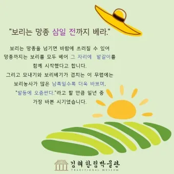 망종 절기 망종의 뜻 전통음식 매실청 담그기_15