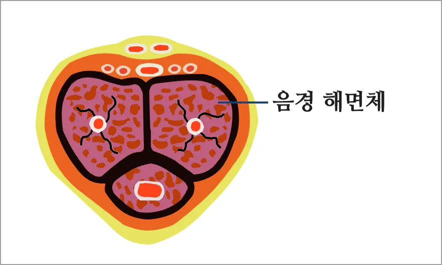 음경-단면-및-음경-해면체의-생김새