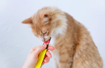 새끼고양이츄르추천