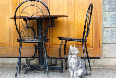 실내 동물카페 창업에 대하여 알아보기