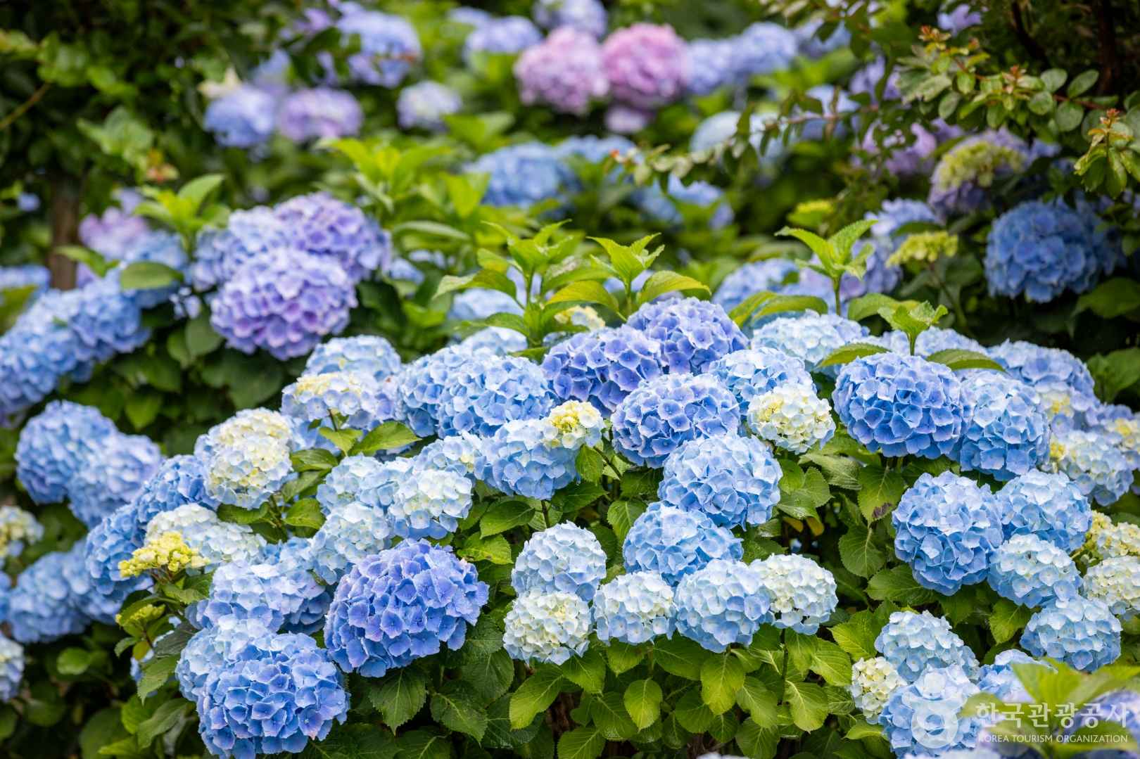 장생포 수국축제