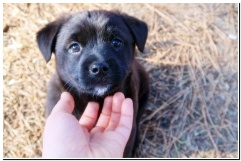 새끼 강아지 키우는 방법