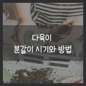 다육이 분갈이 시기와 방법
