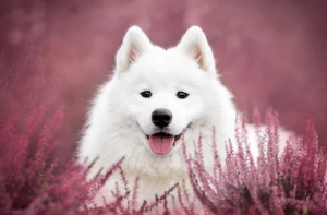 사모예드/출처:어도비스톡