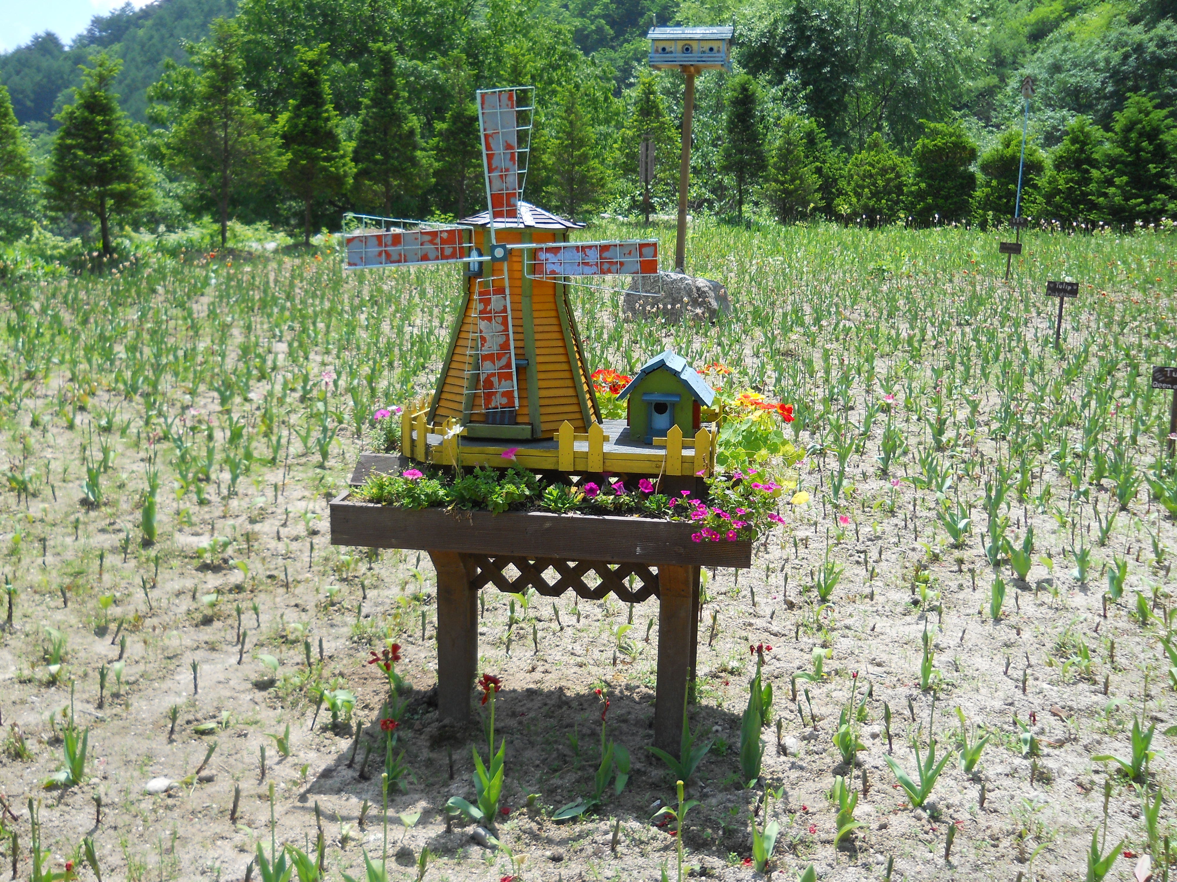 평창 허브나라 농원(Herbnara Farm)