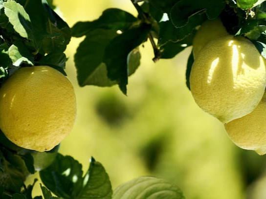 소화 개선 및 변비 완화