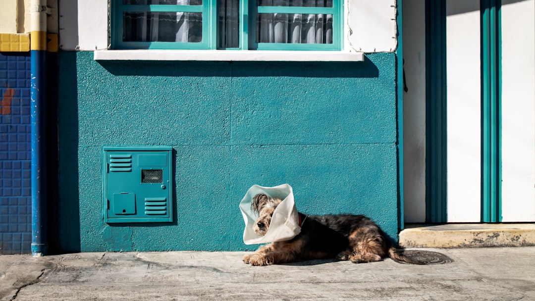Veterinary.