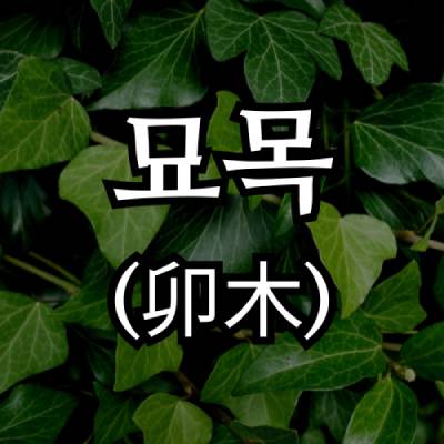 묘목(卯木)