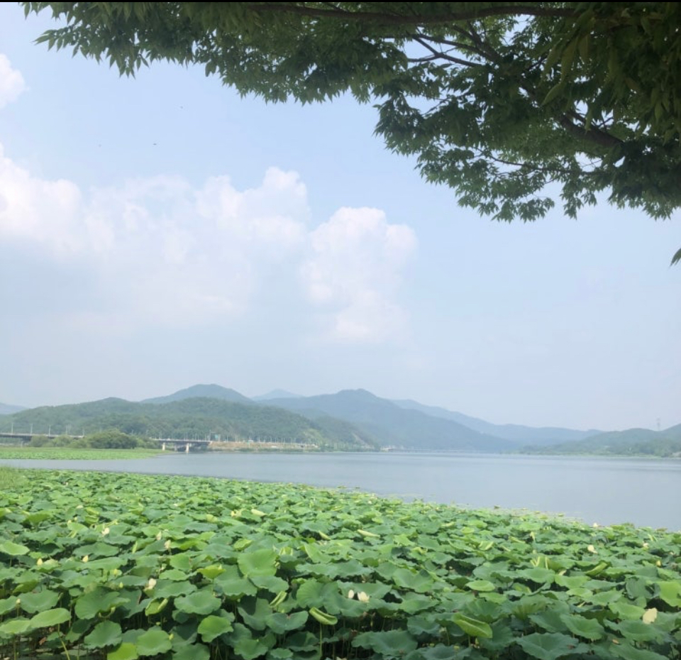 두물머리의 연꼬잎