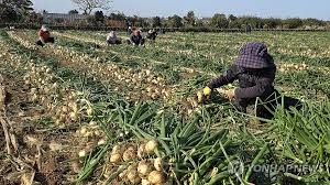 농지이양 은퇴 직불사업 10년간 월 200만원 신청하기