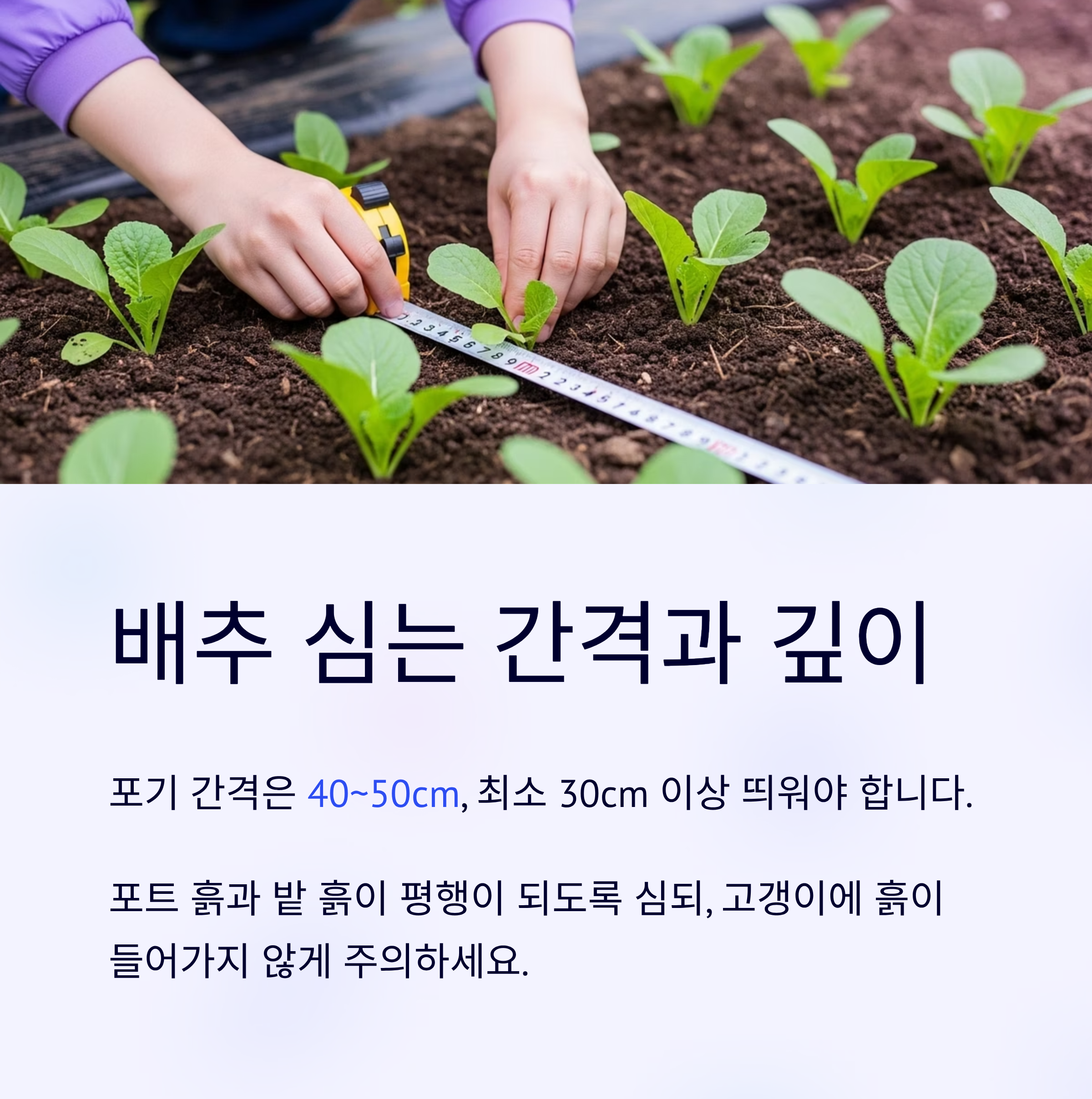 배추모종 심는 타이밍 7