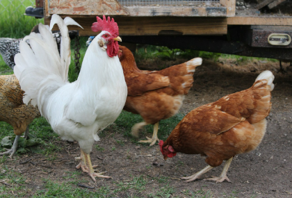 2025년 7월 닭띠(생년별) 운세