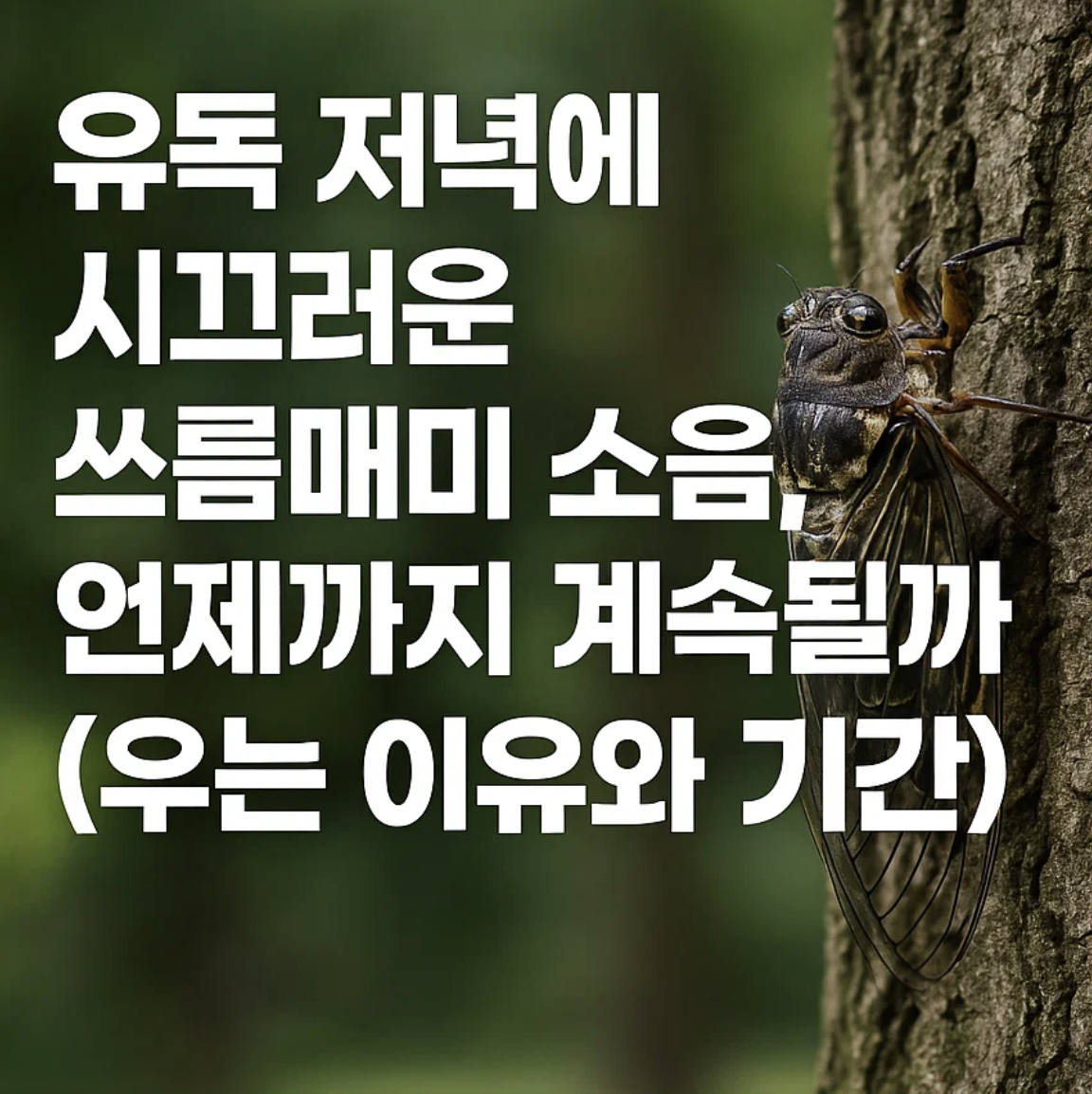 유독 저녁에 시끄러운 쓰름매미 소음, 언제까지 계속될까? (우는 이유와 기간)