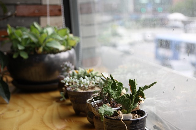 반려식물 키우기