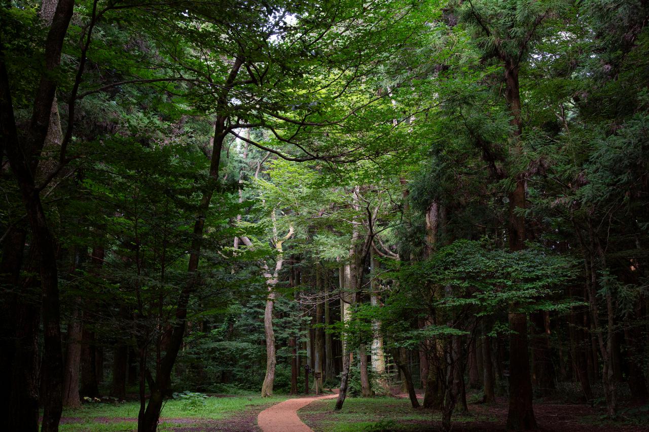 제주 사려니숲길